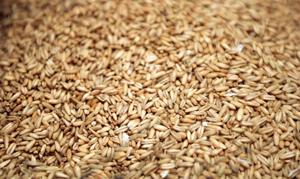 Avena-grano