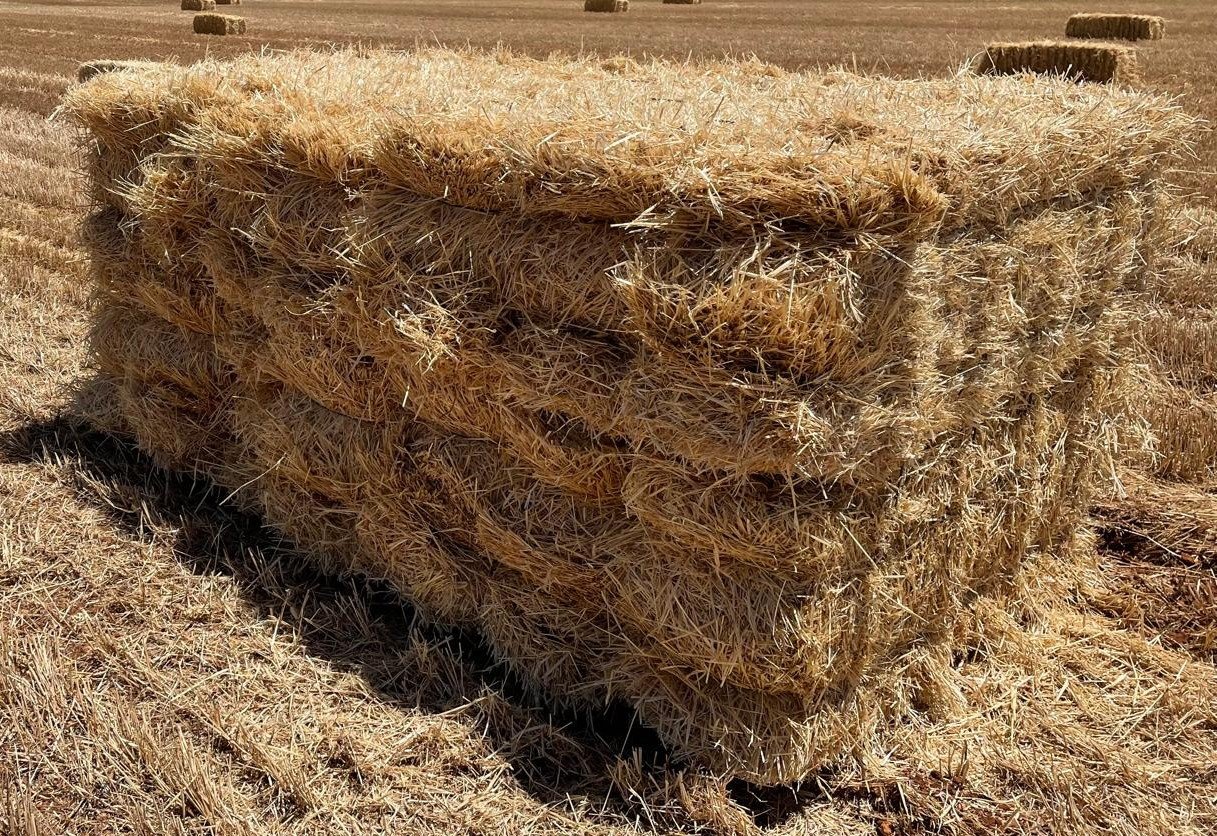 WhatsApp Image 2025-04-01 at 23.04.15 bis